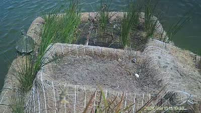 Turtle Island wildlife capture