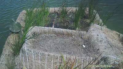 Turtle Island wildlife capture
