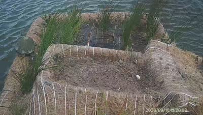 Turtle Island wildlife capture