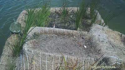 Turtle Island wildlife capture