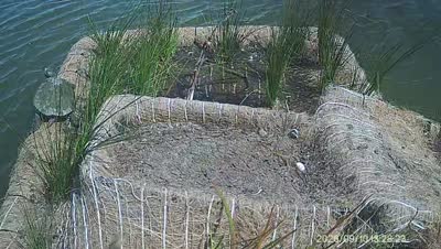 Turtle Island wildlife capture