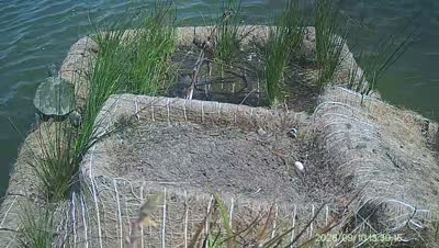 Turtle Island wildlife capture