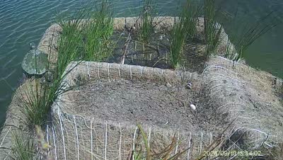 Turtle Island wildlife capture