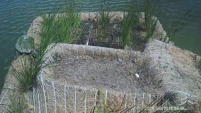 Turtle Island wildlife capture