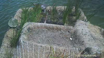 Turtle Island wildlife capture
