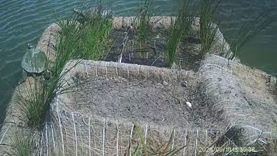 Turtle Island wildlife capture
