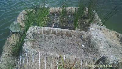 Turtle Island wildlife capture