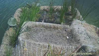 Turtle Island wildlife capture