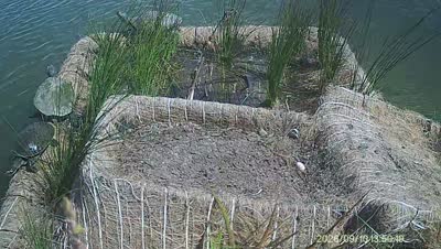 Turtle Island wildlife capture
