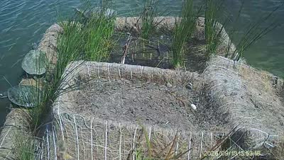 Turtle Island wildlife capture
