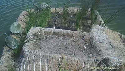 Turtle Island wildlife capture