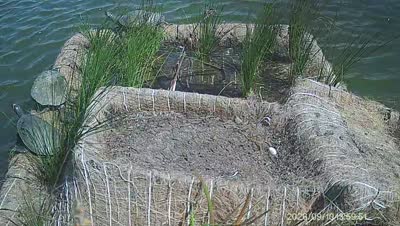Turtle Island wildlife capture