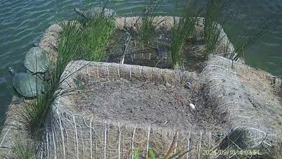 Turtle Island wildlife capture