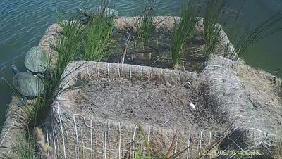 Turtle Island wildlife capture