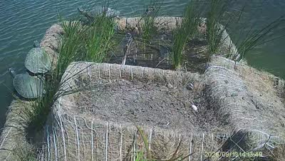 Turtle Island wildlife capture