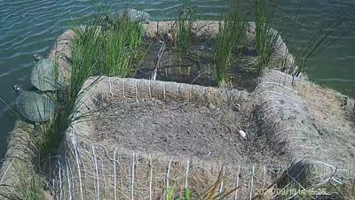 Turtle Island wildlife capture