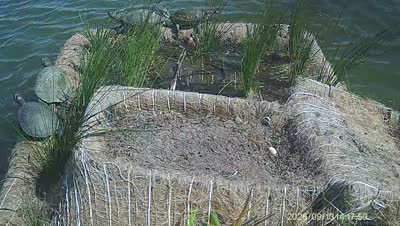 Turtle Island wildlife capture