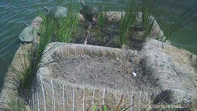Turtle Island wildlife capture