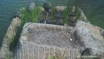 Turtle Island wildlife capture