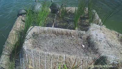 Turtle Island wildlife capture