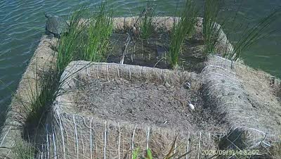 Turtle Island wildlife capture