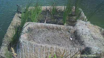 Turtle Island wildlife capture