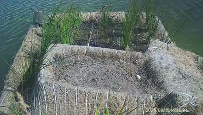 Turtle Island wildlife capture