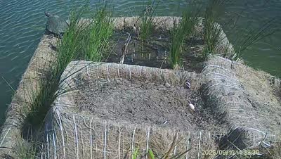 Turtle Island wildlife capture