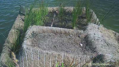 Turtle Island wildlife capture