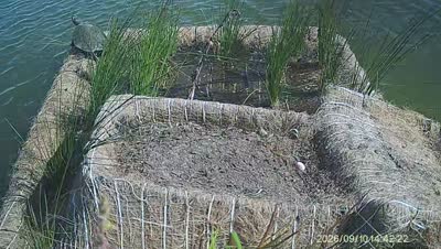 Turtle Island wildlife capture