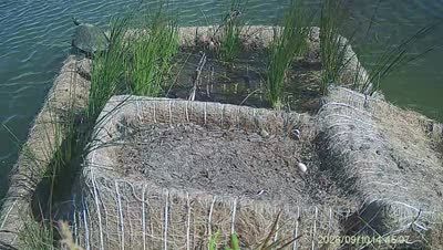 Turtle Island wildlife capture