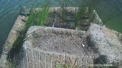 Turtle Island wildlife capture