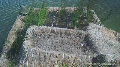 Turtle Island wildlife capture