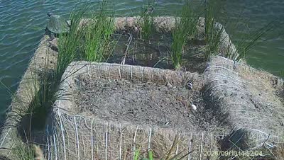 Turtle Island wildlife capture