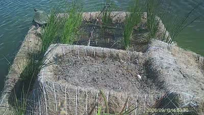 Turtle Island wildlife capture