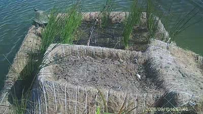 Turtle Island wildlife capture