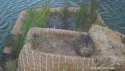 Turtle Island wildlife capture