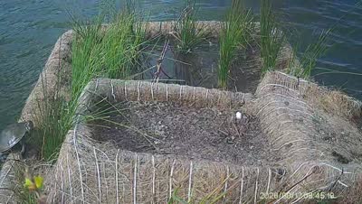 Turtle Island wildlife capture