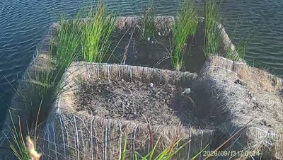 Turtle Island wildlife capture