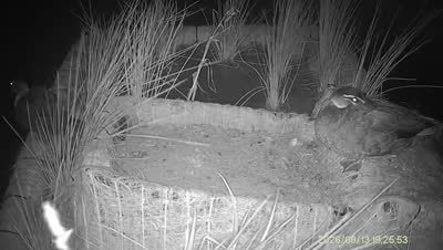 Turtle Island wildlife capture