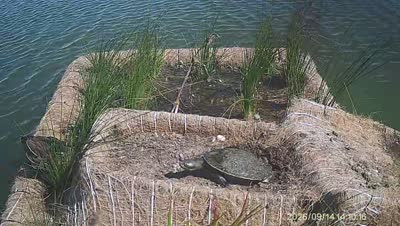 Turtle Island wildlife capture