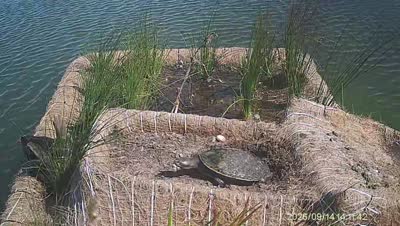 Turtle Island wildlife capture