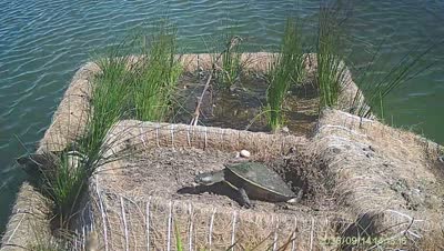 Turtle Island wildlife capture