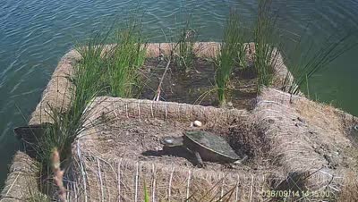 Turtle Island wildlife capture