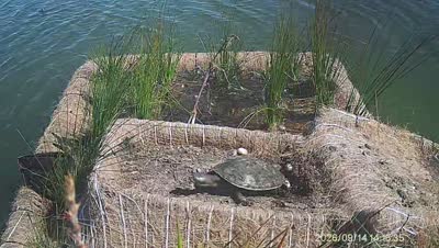 Turtle Island wildlife capture