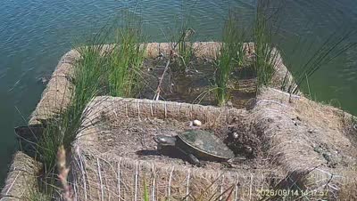 Turtle Island wildlife capture
