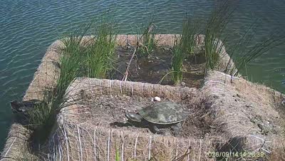 Turtle Island wildlife capture