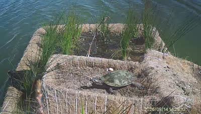 Turtle Island wildlife capture