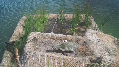 Turtle Island wildlife capture