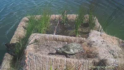 Turtle Island wildlife capture